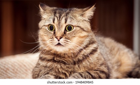pretty cute cat surprise look so lovely  - Shutterstock ID 1948409845