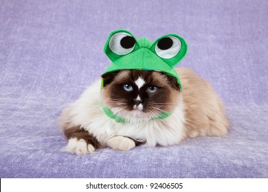 Pretty Cute Cat Wearing Frog Hat