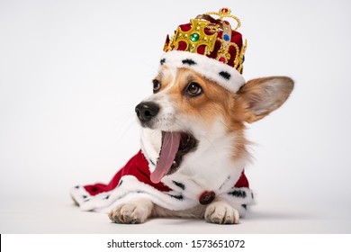 4,001 Corgi Head Stock Photos, Images & Photography | Shutterstock