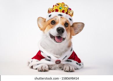 Pretty cute corgi dog wearing  royal costume crown  on white background.  copy space