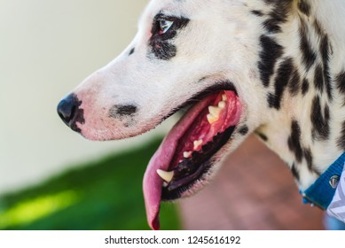 Pretty Cute Dallmatian Dog Sideview