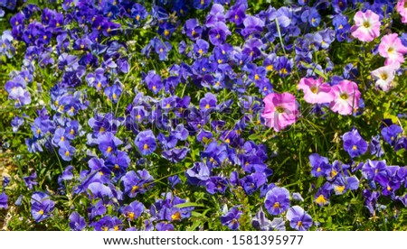 Pretty deep purple blue flowers of pansy with pink petunias, derived by hybridization from several species Melanium of the genus Viola flowering in a mixed urban flower bed are delightfully cheerful.