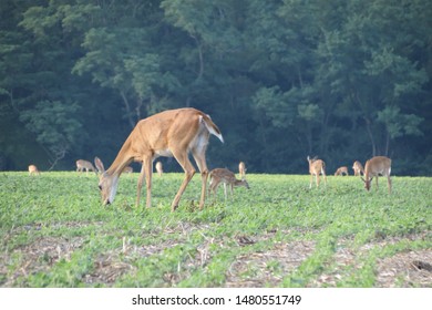  pretty deer grazing in fields 