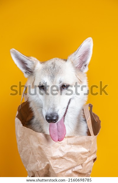 Pretty dog in a paper grocery bag in shopping\
cart, on yellow\
background