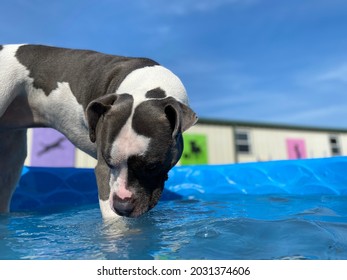 Pretty Dog Playing In Kiddie Pool 