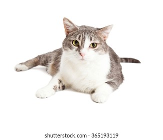 Pretty Domestic Short Hair Cat Laying Down Over A White Background Looking Forward Into Camera