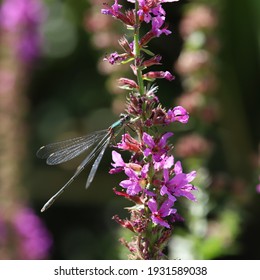 Pretty Dragon Fly On A Purple Flower