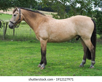 A Pretty Dun Horse Stood Up Showing Its Conformation.