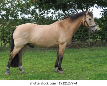 A Pretty Dun Horse Stood Up Showing Its Conformation.