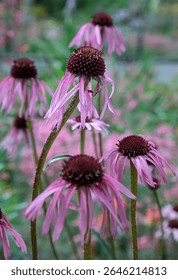 La bonita Echinacea pallida