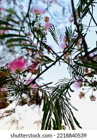 Pretty Evening Sky Tree Blossoms 