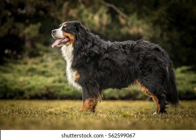 Pretty Female Of Bernese Mountain Dog Standing In The Park