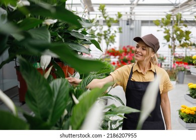 Pretty Female Flower Shop Worker Near Spathiphyllum Flowers