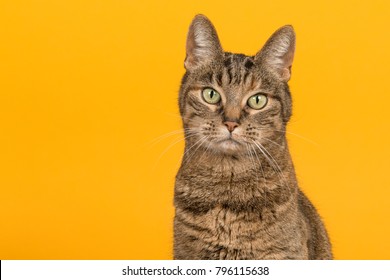Pretty female tabby cat portrait with green eyes looking at the camera on a yellow background