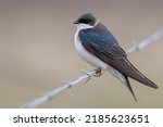 A pretty, female tree swallow perches on a strand of barbed wire that fences off a pasture. These birds readily adapt to the presence of humans and nest in both rural areas and urban yards and parks