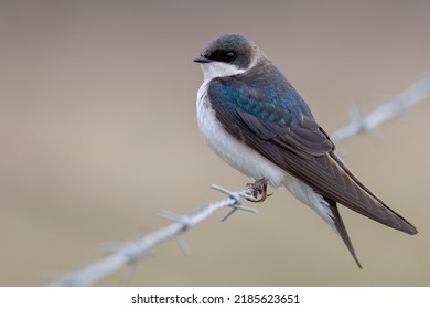 A pretty, female tree swallow perches on a strand of barbed wire that fences off a pasture. These birds readily adapt to the presence of humans and nest in both rural areas and urban yards and parks - Shutterstock ID 2185623651