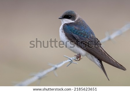 A pretty, female tree swallow perches on a strand of barbed wire that fences off a pasture. These birds readily adapt to the presence of humans and nest in both rural areas and urban yards and parks