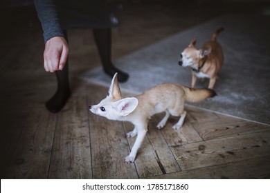 Pretty Fennec Fox Cub In Dark Room