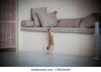 Pretty Fennec Fox Cub In Light Room