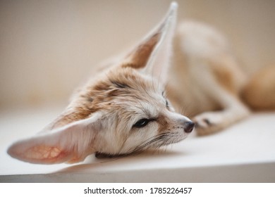 Pretty Fennec Fox Cub In Light Room