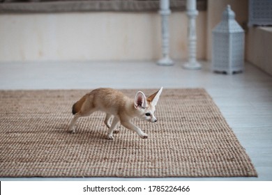 Pretty Fennec Fox Cub In Light Room