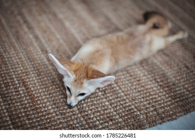 Pretty Fennec Fox Cub In Light Room