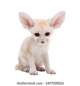 Pretty Fennec Fox Cub On White Background