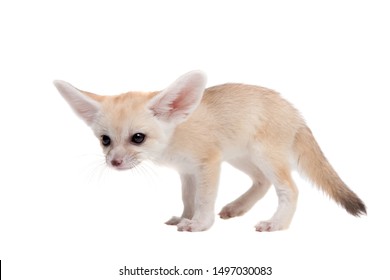 Pretty Fennec Fox Cub On White Background