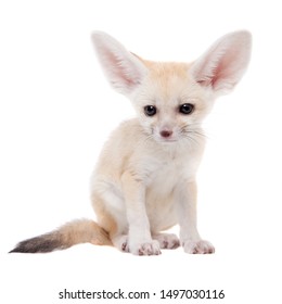 Pretty Fennec Fox Cub On White Background