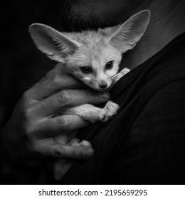 Pretty Fennec Fox Cub On White Background