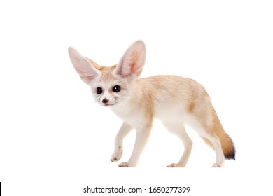 Pretty Fennec Fox Isolated On White Background