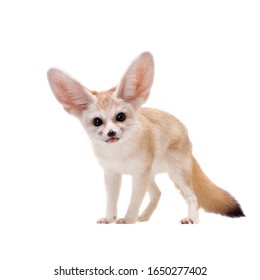 Pretty Fennec Fox Isolated On White Background