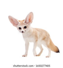 Pretty Fennec Fox Isolated On White Background