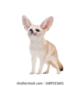 Pretty Fennec Fox Isolated On White Background