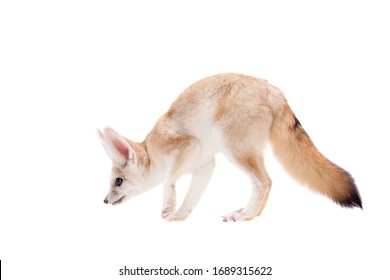 Pretty Fennec fox isolated on white background - Shutterstock ID 1689315622