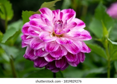 Pretty Flowers Dahlia Optic Illusion Blossom In The Garden, Close Up.