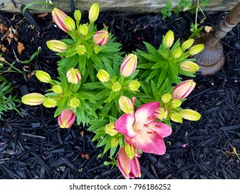 Pretty flowers in garden - Shutterstock ID 796186252