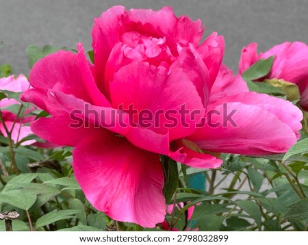 Pretty Flowers in the Spring