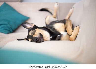 Pretty funny hound dog sleeping on a sofa