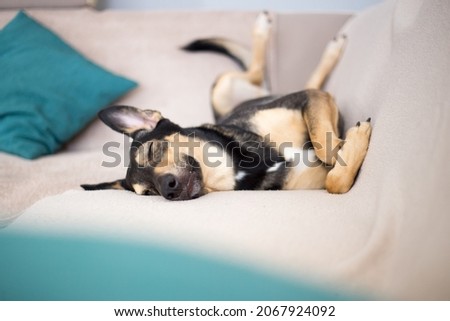 Pretty funny hound dog sleeping on a sofa