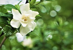 Floare Destul De Gardenia (Gardenia Jasminoides) înflorit în Fundal Grădină Verde, Primăvară în GA Statele Unite Ale Americii.
