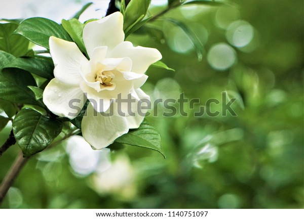 Pretty gardenia flower\
(Gardenia jasminoides) blooming in the green garden background ,\
Spring in GA USA.\
