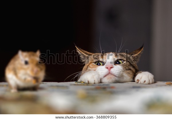 [Image: pretty-ginger-cat-playing-little-600w-368809355.jpg]