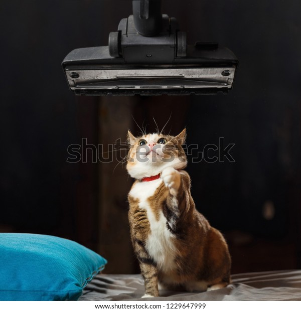 Un Joli Chat Gingembre Est Surpris Photo De Stock Modifier Maintenant