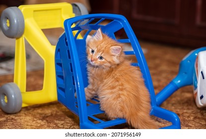 580 Ginger cart Images, Stock Photos & Vectors | Shutterstock