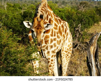 Pretty Girrafe In Africa Safari