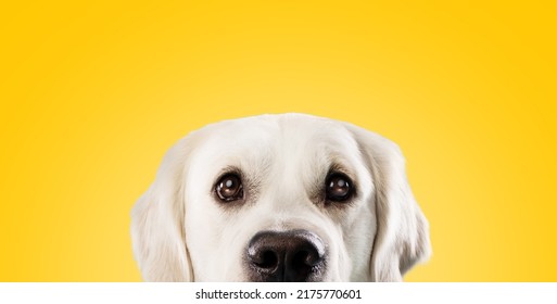 Pretty Golden Retriever Dog With Big Dark Eyes Peeking And Looking At Camera Over Yellow Studio Background, Copy Space. Cute Labrador Begging For Tasty Food Or Asking For Something