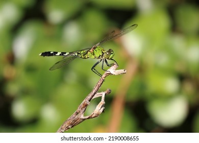 A Pretty Green Dragonfly In A Late Summer Garden.