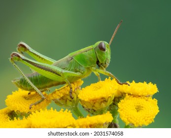 pretty green juvenile two-striped grasshopper (Melanoplus bivittatus) resting on the bright yellow flowers of a common tansy (Tanacetum vulgare)