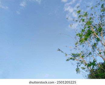 a pretty green tree against blue sky during sunset. low angle of green tree branches. beautiful spring scene of fresh and cloudy nature. space in blue sky. nature wallpaper  - Powered by Shutterstock